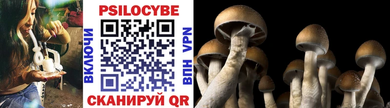 цены   Истра  Псилоцибиновые грибы Psilocybine cubensis 